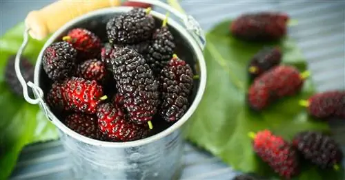 Переработка шелковицы: 3 вкуснейших рецепта