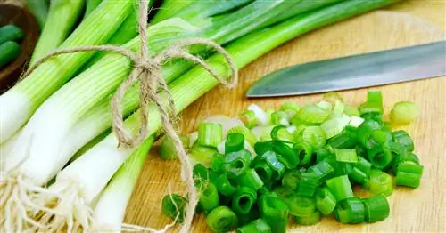 Подготовка зеленого лука: какой он вкуснее?
