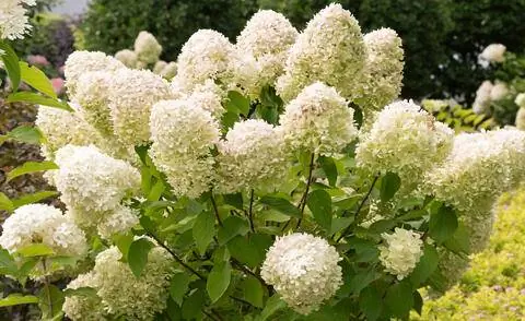 Цветущая гортензия метельчатая (Hydrangea paniculata)