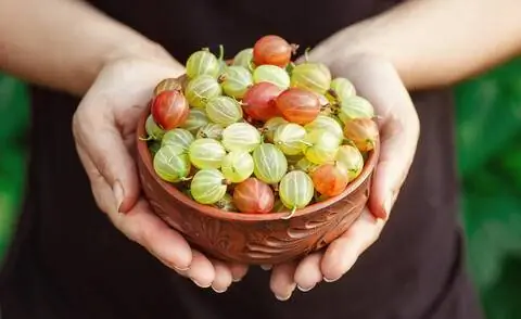 Крыжовник в миске