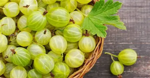 Переработка крыжовника: 3 вкусные идеи