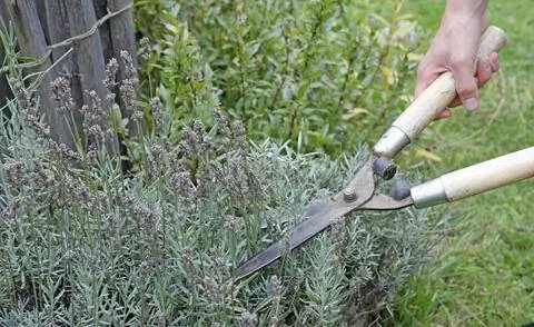 Срезанная лаванда