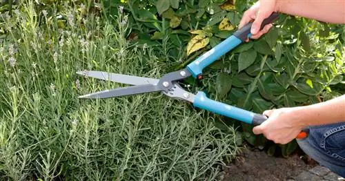 Обрезка лаванды: 3 абсолютных запрета