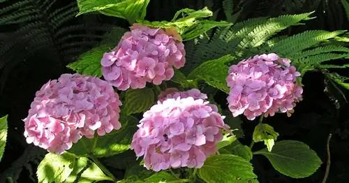Сажать гортензии на солнце? Работает с этими видами