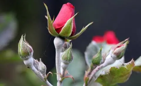 Мучнистая роса на розе