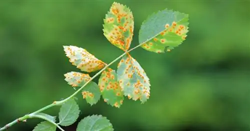 Болезни роз: это домашнее средство работает на удивление хорошо