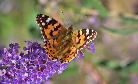 Бабочка на Буддлее