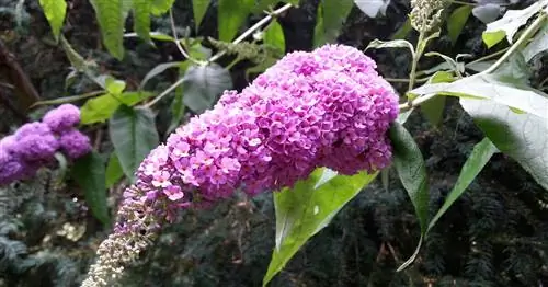 Насколько опасна летняя сирень для бабочек?