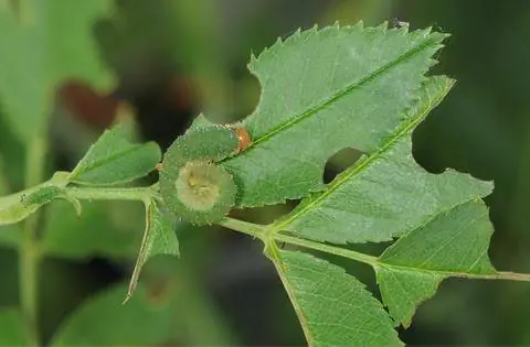 Розовый пилильщик (Caliora aethiops)