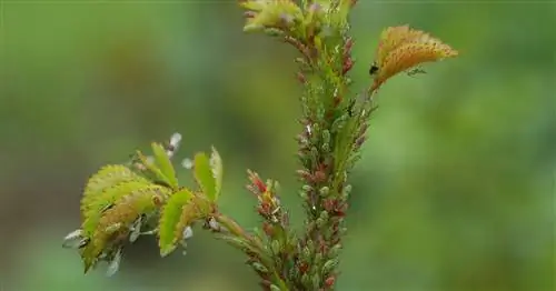 Розы: советы по борьбе с тремя наиболее распространенными вредителями