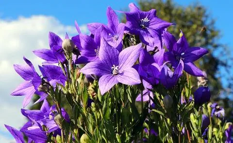 Цветок из воздушных шаров в цвету