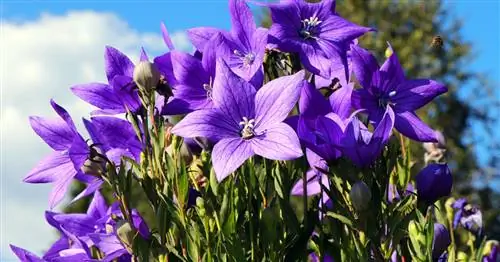 Цветок из воздушных шаров: с этими 3 советами он будет цвести особенно красиво