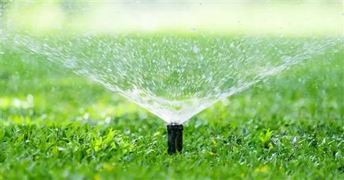 Полив газона: 3 самые распространенные ошибки