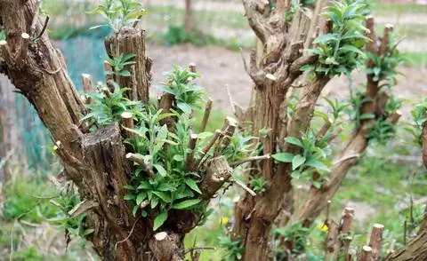 Ростки куста бабочек