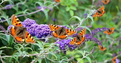 Куст бабочки: когда стричь?