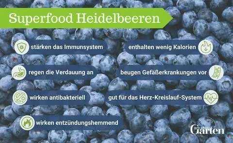 Графика суперпродуктов черники