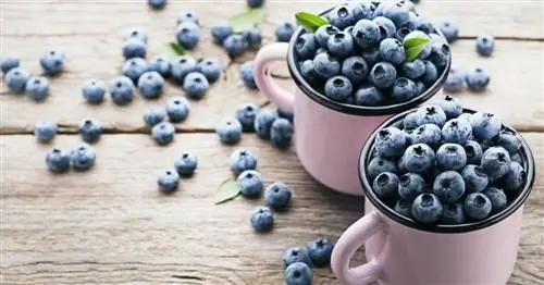Черника: калорийность и пищевая ценность с первого взгляда