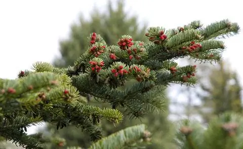 мужские шишки пихты Нордмана