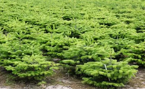 Плантация новогодних елей с елями Нордмана