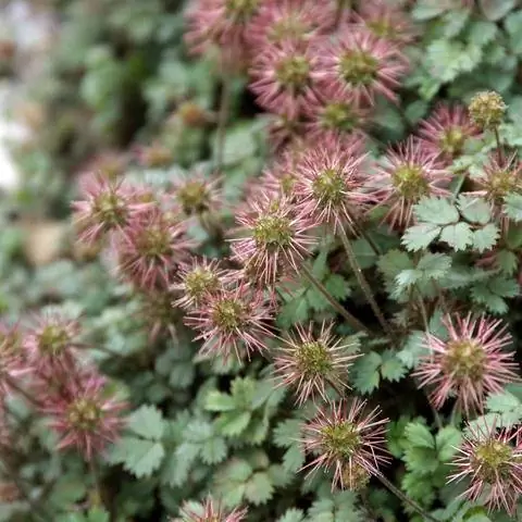 Соплодия Acaena microphylla 'Copper Carpet'