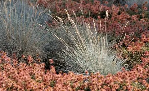 Растительный ковер из колючих орехов «медный ковер»