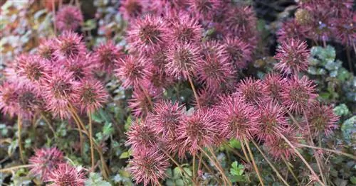 Коричнево-красный колючий орешек 'Copper Carpet