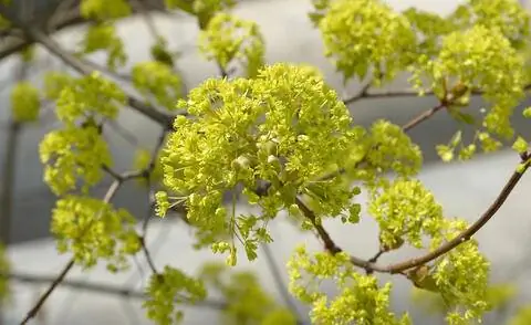 Цветок клена остролистного Acer platanoides