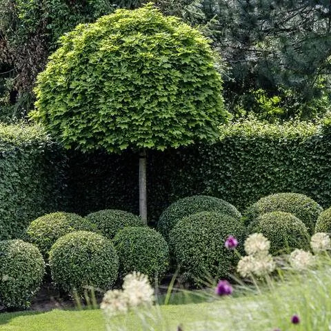 Клен остролистный обучен формировать штамб