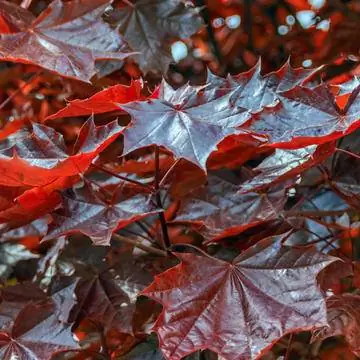 Клен остролистный 'Faassen's Black'