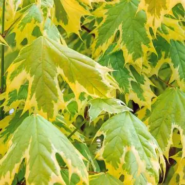 Клен остролистный 'Drummondii'