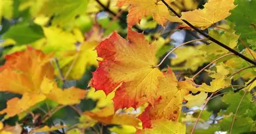 Клен остролистный