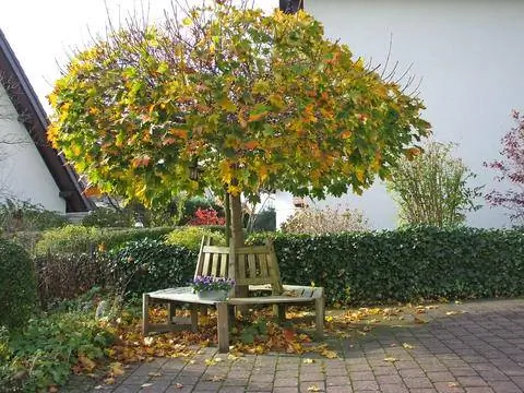 Клен остролистный осенью