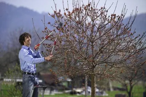 Обрезной клен