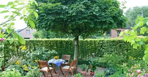 Клен шаровидный