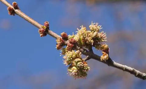Серебряные цветы клена