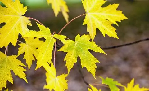 Серебряный клен с осенними цветами