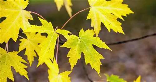 Серебряный клен