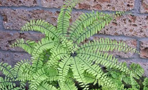 Звездообразные выступающие листья павлиньего колеса папоротника