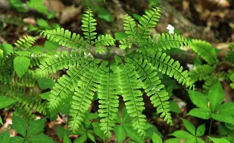 Вайя папоротника Adiantum pedatum