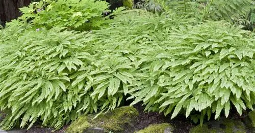 Папоротник павлиньего колеса