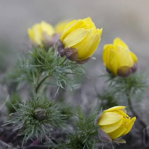 Желтые цветы весеннего адониса (Adonis vernalis)