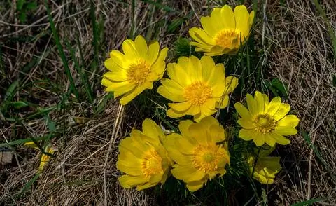 Адонис весенний