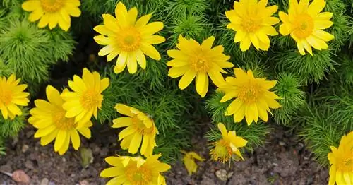 Адонис весенний