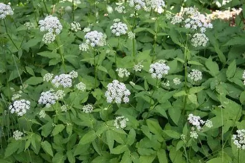 Цветение сныти