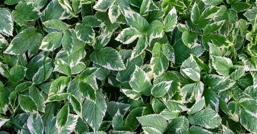 Сыть обыкновенная, козлятник