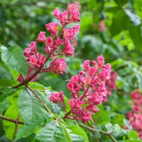 Цветочные метелки Красноцветковый каштан