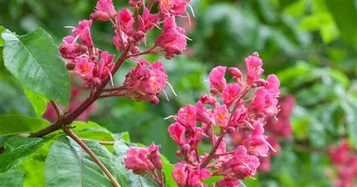 Красный цветущий каштан, красный конский каштан