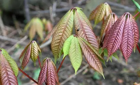 Окраска кустового каштана