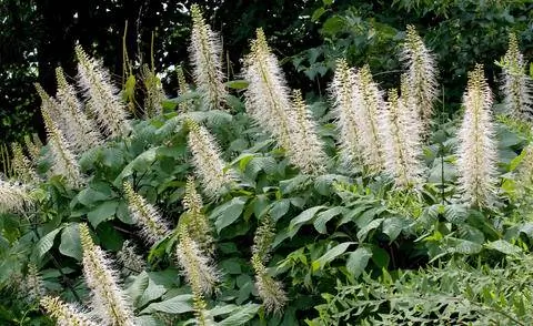 Цветущие свечи кустового каштана