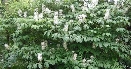 Кустарниковый каштан, кустарниковый конский каштан